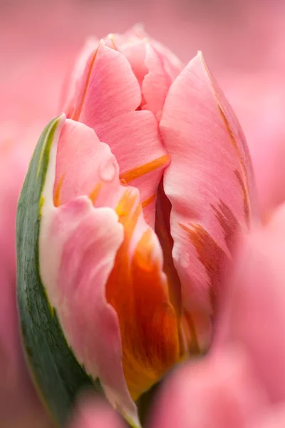 Rosa Tulpenblüte Nahaufnahme Mit Seichtem Fokus Weichem Licht Weiche Und — Stockfoto