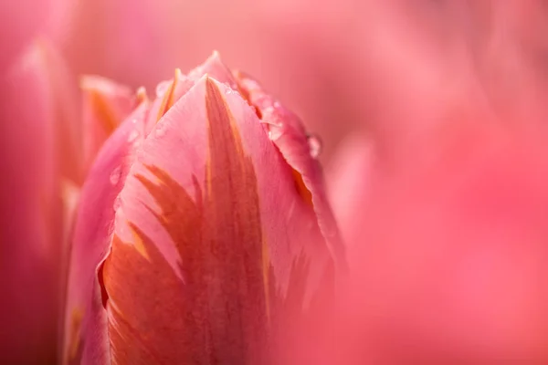 Flor Tulipa Rosa Close Usando Foco Superficial Iluminação Suave Flor — Fotografia de Stock