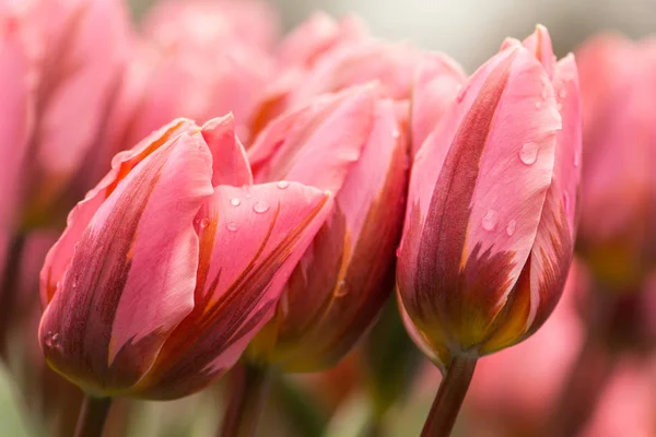 Tulipe Rose Fleurit Gros Plan Utilisant Une Mise Point Peu — Photo
