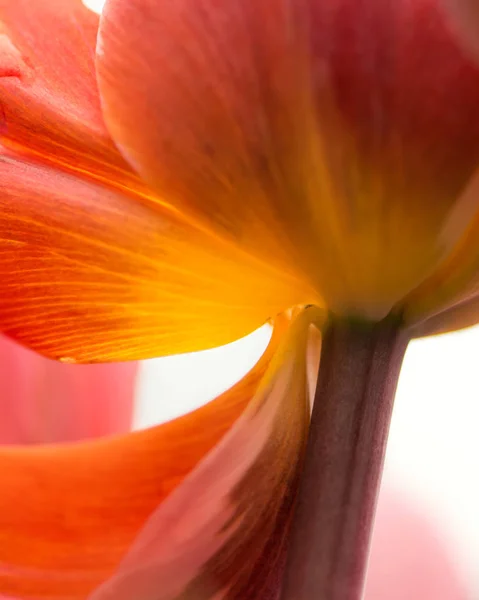 Resumen Primer Plano Tulipán Rosa Amarillo Con Enfoque Superficial Iluminación — Foto de Stock