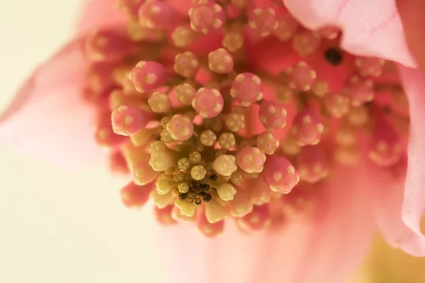 Exotiska Rosa Blomma Närbild Mjuk Fokus Grunt Dof Naturliga Orkidé — Stockfoto