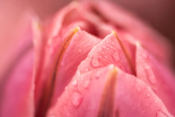 Mättat Rosa Tulpan Blomma Närbild Med Grunt Fokus Dämpad Belysning — Stockfoto