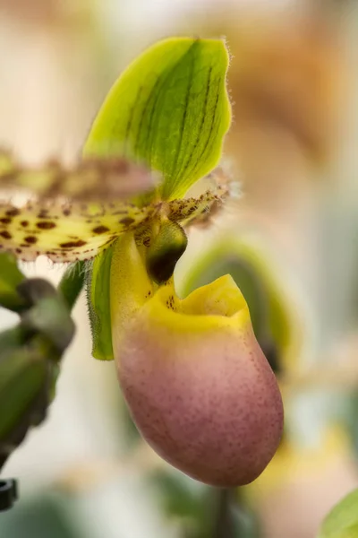 异国情调的花朵特写与绿色 粉红色和黄色混合的颜色 柔软的焦点 浅的自由度 自然抽象兰花花卉背景 — 图库照片