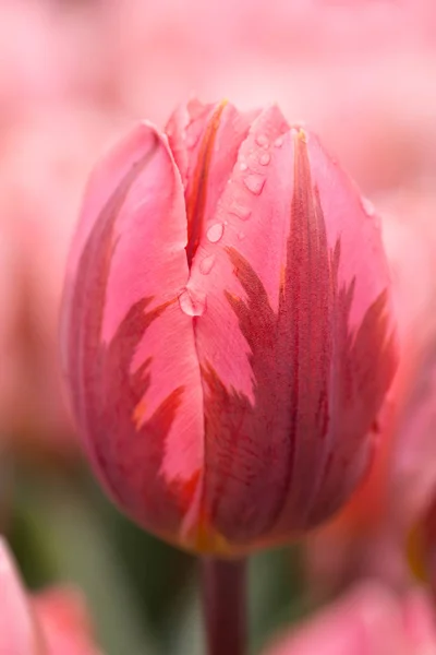 Pink tulip flower close-up using shallow focus in soft lighting. Soft and gentle spring flower tulip natural background. Watercolor pink tulip.