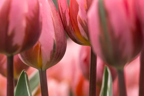 Tulipe Rose Fleurit Gros Plan Utilisant Une Mise Point Peu — Photo