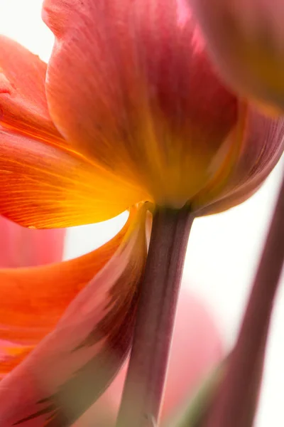 Gros Plan Abstrait Sur Les Tulipes Rose Jaune Utilisant Une — Photo
