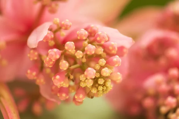 Exotic pink flower close-up, soft focus, shallow DOF, natural orchid flower background.