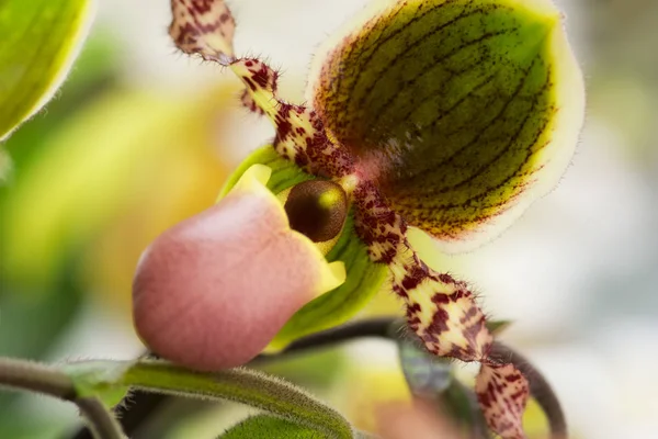 Exotic flower close-up with green, pink and yellow mixed colors, soft focus, shallow DOF, natural abstract orchid flower background.