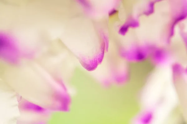 Exotic flower petals close-up, soft focus, shallow DOF, natural flower petals background. White, purple or violet and green mixed colors.