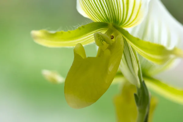 异国情调的绿色兰花花特写 柔和的焦点 浅的自由度 自然兰花花的背景 — 图库照片