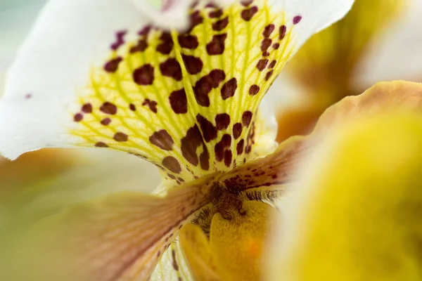 异国花卉特写白色 棕色和黄色混合颜色 软焦点 浅自由度 自然抽象兰花花背景 — 图库照片