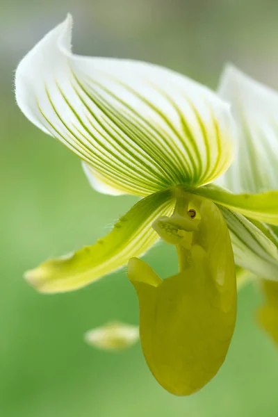 Fleur Orchidée Verte Exotique Gros Plan Mise Point Douce Dof — Photo