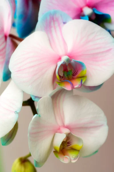 Macro of beautiful orchid flower. Soft orchid close up background, captured with a small depth of field. Floristic colorful nature background. White, pink, blue, yellow mixed color orchid flower.