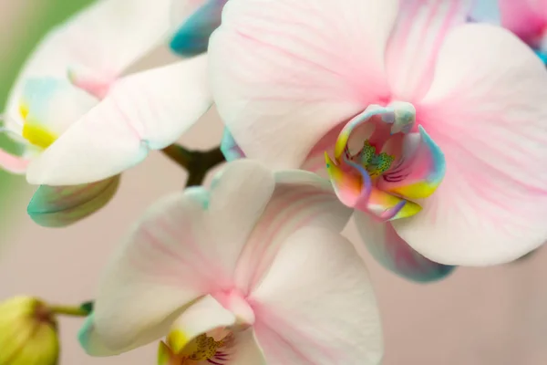 Macro Flor Bonita Orchid Orquídea Macia Fechar Fundo Capturado Com — Fotografia de Stock