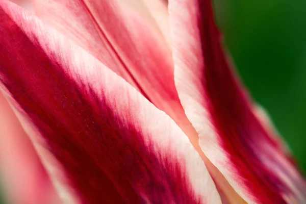 Red and white lily flowered tulip flower macro using shallow focus in soft lighting. Soft and gentle spring flower natural background. Focus on the tulip flower petals. Abstract flower wallpaper.