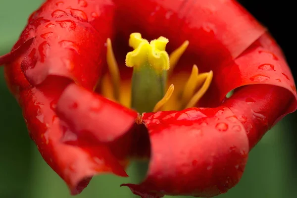 Rote Ungewöhnliche Tulpenblüte Nahaufnahme Mit Seichtem Fokus Bei Weichem Licht — Stockfoto