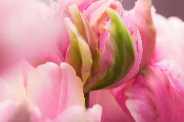 Parrot tulip flower close-up using shallow focus in soft lighting. Soft and gentle spring flower tulip natural background. Abstract tulip wallpaper.