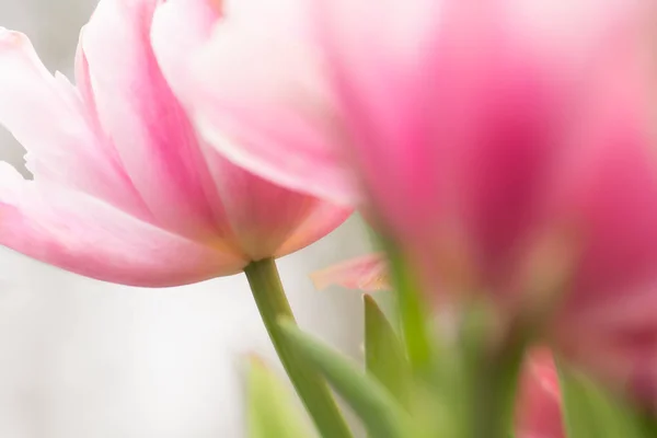 Gros Plan Sur Fleur Tulipe Rose Utilisant Une Mise Point — Photo