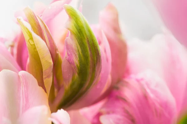 Gros Plan Sur Les Fleurs Tulipes Perroquets Utilisant Une Mise — Photo