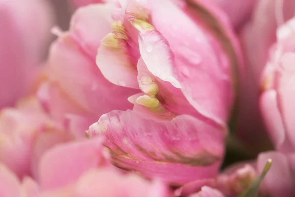 鹦鹉郁金香花特写用浅焦点在柔和的照明 柔软柔和的春花郁金香自然背景 抽象郁金香壁纸 — 图库照片
