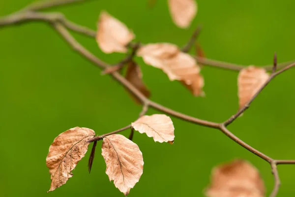 Autumn Time Branch Golden Autumn Leaves Tree Branch Green Grass — Stock Photo, Image