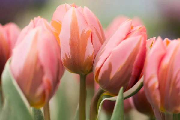 Korallenrosa Tulpenblüten Nahaufnahme Mit Seichtem Fokus Bei Weichem Licht Weichen — Stockfoto