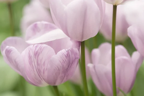 Light Lilac Tulip Flowers Close Using Shallow Focus Soft Lighting — Stock Photo, Image