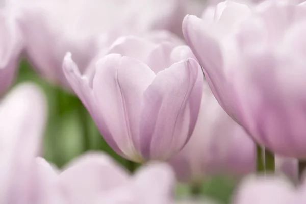 Tulpenblüten Aus Hellem Flieder Nahaufnahme Mit Seichtem Fokus Bei Weichem — Stockfoto