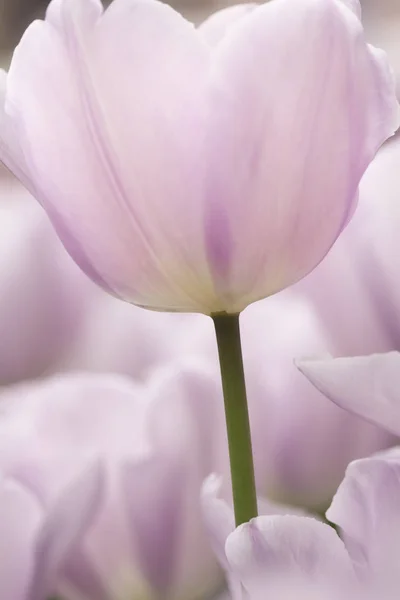 Flores Tulipa Lilás Luz Close Usando Foco Raso Iluminação Suave — Fotografia de Stock