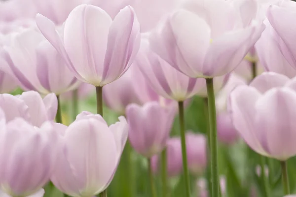 Ljus Lila Tulpan Blommor Närbild Med Grunt Fokus Dämpad Belysning — Stockfoto