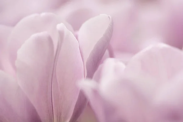 Ljus Lila Tulpan Blommor Närbild Med Grunt Fokus Dämpad Belysning — Stockfoto
