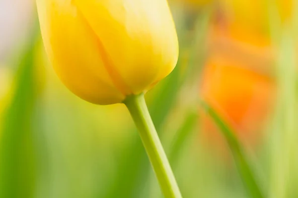 Gelbe Tulpenblüten Nahaufnahme Mit Seichtem Fokus Bei Weichem Licht Weich — Stockfoto