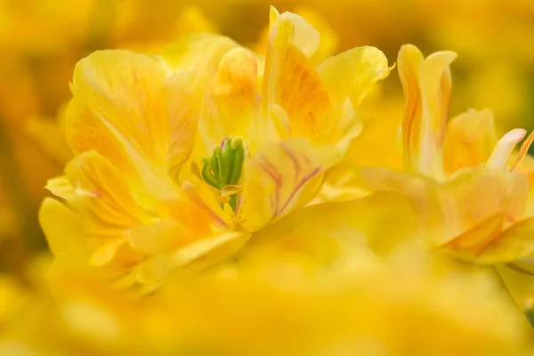Gelbe Papageientulpenblüte Nahaufnahme Mit Seichtem Fokus Bei Weicher Beleuchtung Weich — Stockfoto
