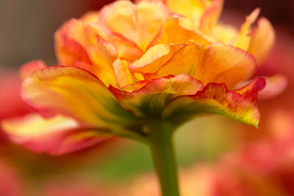 Flor Tulipán Loro Primer Plano Utilizando Enfoque Superficial Iluminación Suave — Foto de Stock