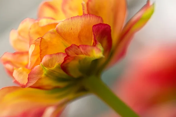 Papageien Tulpenblüte Nahaufnahme Mit Flachem Fokus Weichem Licht Weiche Und — Stockfoto