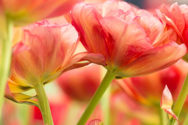 Parrot Tulip Flower Close Using Shallow Focus Soft Lighting Soft — Stock Photo, Image