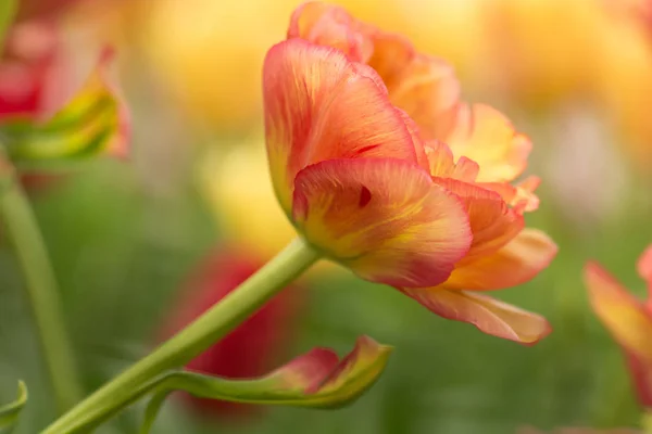 Papageien Tulpenblüte Nahaufnahme Mit Flachem Fokus Weichem Licht Weiche Und — Stockfoto