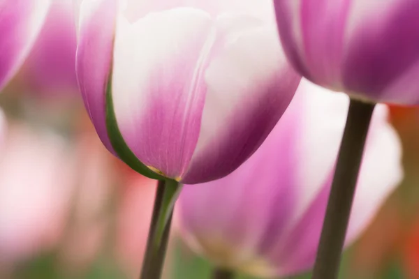 Lila Und Weiße Tulpenblüten Nahaufnahme Mit Seichtem Fokus Sanftem Licht — Stockfoto