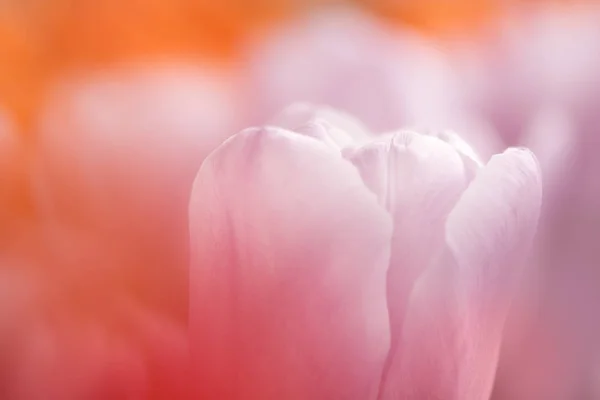 Abstrakte Tulpenblüten Verschwimmen Mit Seichtem Fokus Sanftem Licht Weiche Und — Stockfoto