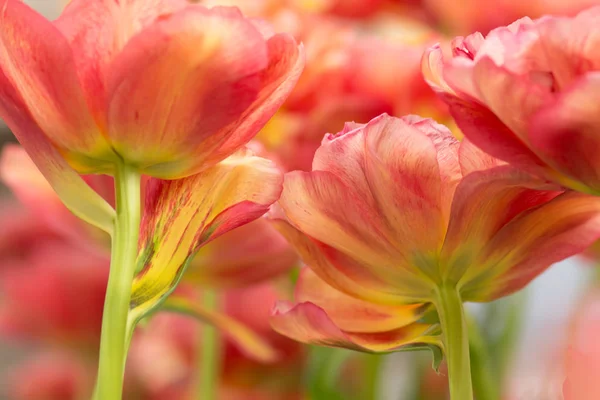Gros Plan Sur Les Fleurs Tulipes Perroquets Utilisant Une Mise — Photo