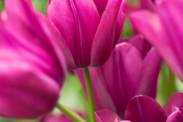 Purple Tulip Flowers Close Using Shallow Focus Soft Lighting Soft — Stock Photo, Image