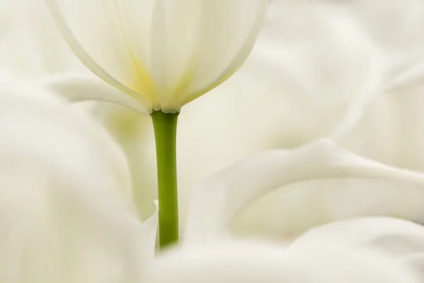 白色郁金香花特写使用浅焦点在柔和的照明 柔和柔和的春天郁金香花自然背景 明亮的自然郁金香花卉壁纸与复制空间 — 图库照片