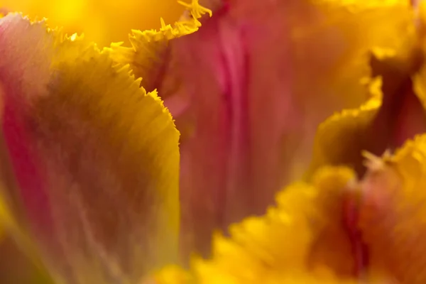 Orange tulip flower close-up using shallow focus in soft lighting. Soft and gentle spring flower tulip natural background. Orange tulip petals wallpaper.