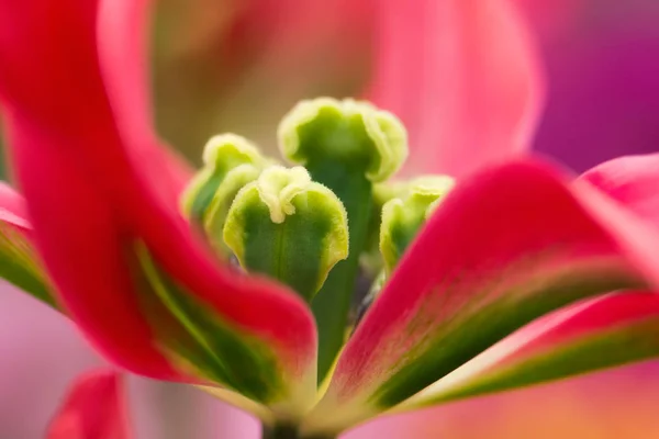 Rote Abstrakte Tulpenblüte Nahaufnahme Mit Staubgefäßen Inneren Mit Flachem Fokus — Stockfoto