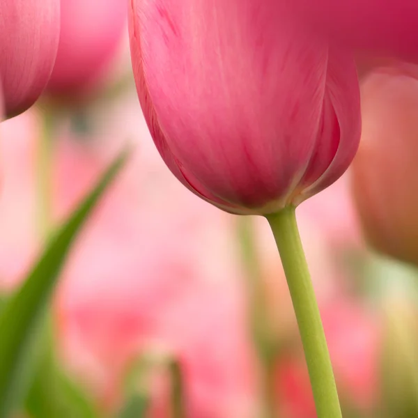 Flor Tulipa Rosa Aquarela Close Usando Foco Raso Iluminação Suave — Fotografia de Stock