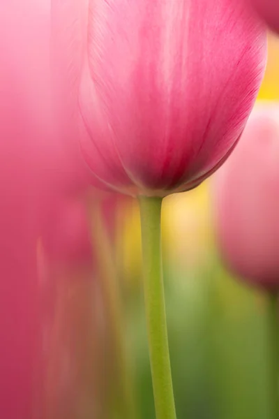 Flor Tulipa Rosa Aquarela Close Usando Foco Raso Iluminação Suave — Fotografia de Stock