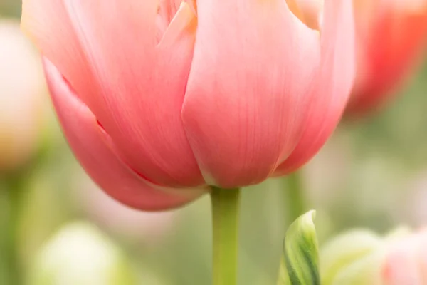 Coral Rosa Colorido Tulipa Flor Close Usando Foco Raso Iluminação — Fotografia de Stock