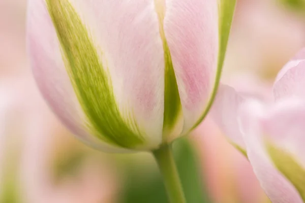 Weiße Grüne Und Rosafarbene Tulpenblüten Nahaufnahme Mit Seichtem Fokus Sanftem — Stockfoto