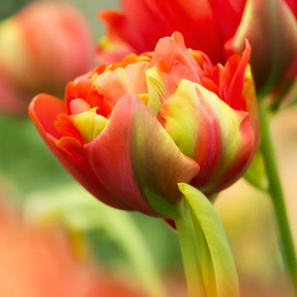 Red Green Parrot Tulip Flower Close Using Shallow Focus Soft — Stock Photo, Image