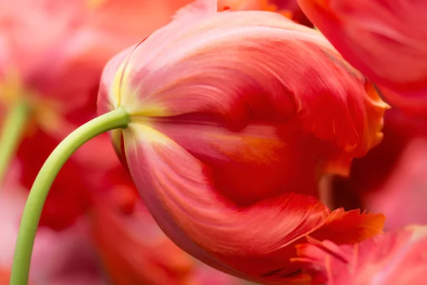 Röd Tulip Flower Närbild Med Grunt Fokus Dämpad Belysning Mjuk — Stockfoto